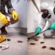 DIY-vs-Professional-Cockroach-Pest-Control-Which-is-Better
