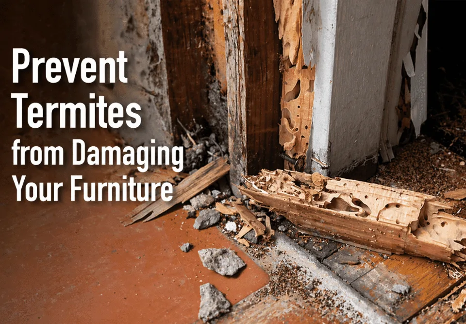 Prevent termites from damaging your home