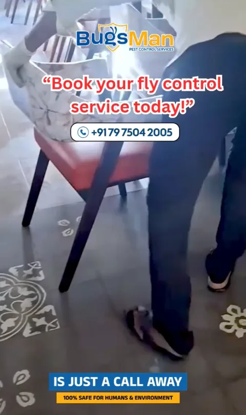 fly pest management servics
