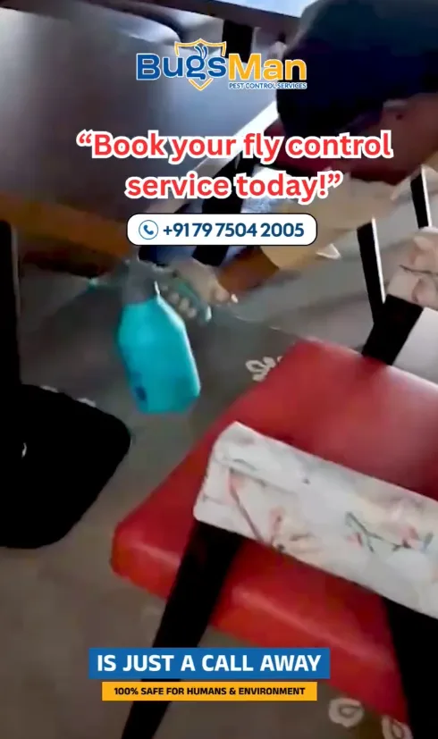 fly treatment