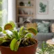 Why Carnivorous Plants Are Becoming Popular Living Pest Traps, new study
